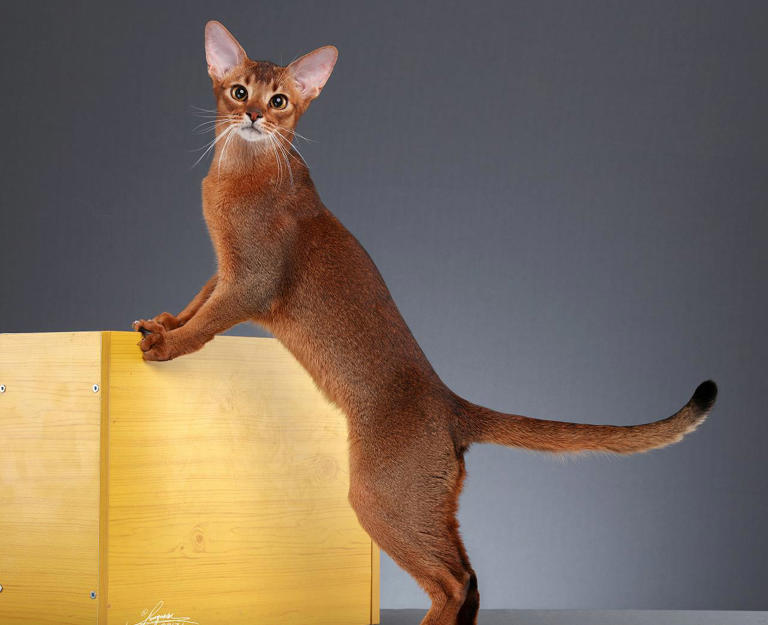 盘点十大宠物猫咪，快来看看有没有你喜欢的那一种?