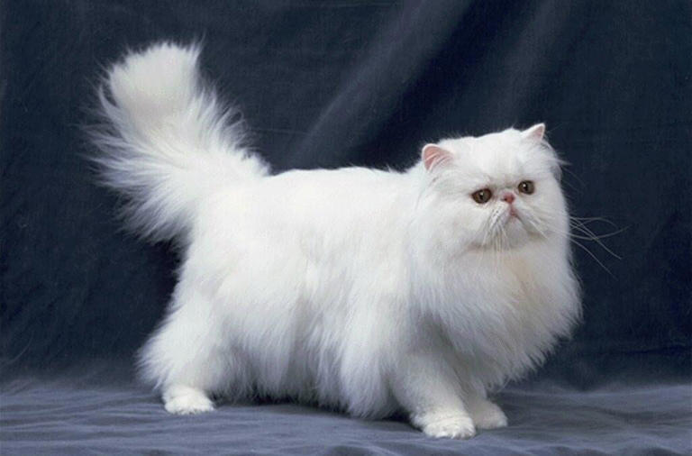 盘点十大宠物猫咪，快来看看有没有你喜欢的那一种?