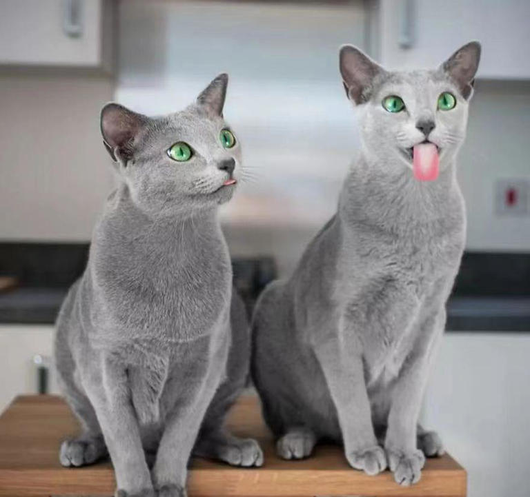 盘点十大宠物猫咪，快来看看有没有你喜欢的那一种?
