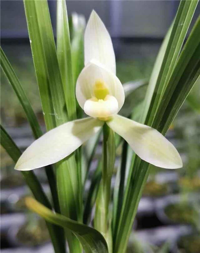 云南发现一株兰花，确实很“高雅”，一尘不染，每朵都是艺术品