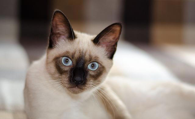 盘点十大宠物猫咪，快来看看有没有你喜欢的那一种?