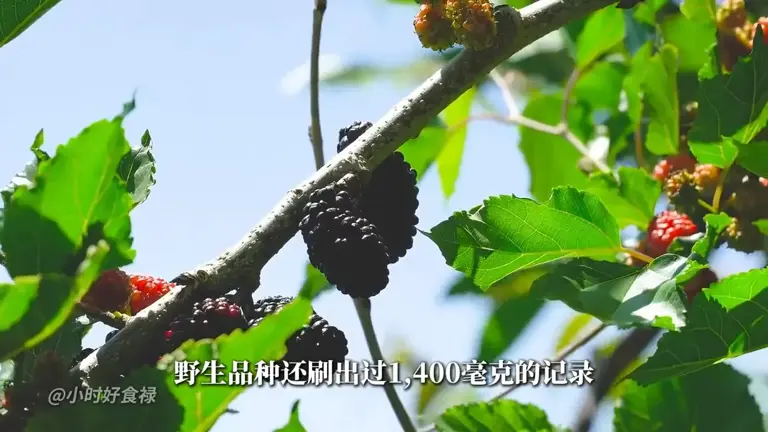 桑葚与桑树活在地球是有点屈才了