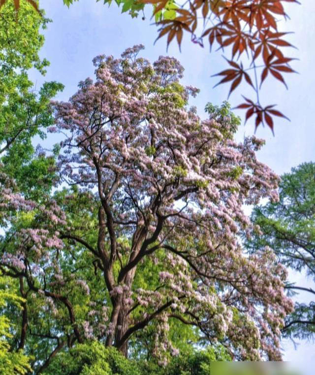 江苏常熟百年楸树开花美得像古画太惊艳