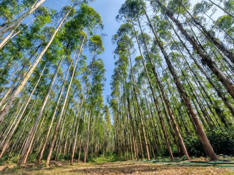 同样是桉树，美日避之不及，我国却大力种植，真相值得深究