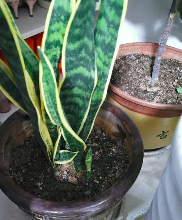 养这5种花不能用大盆，反而挤在小盆里，才能长得好!