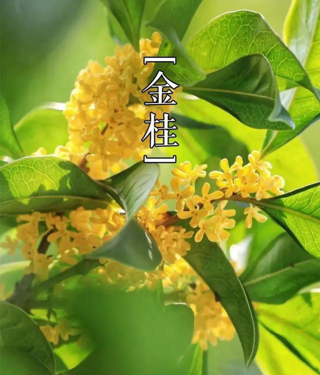喜欢五种花不用买，别怕丢人，路边掐根枝条放土里，开花成海!