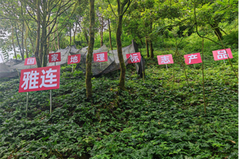 一株&ldquo;苦药材&rdquo; 长出共富&ldquo;甜产业&rdquo;