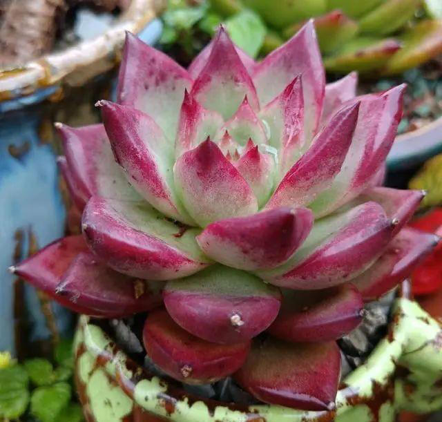 这4种花再漂亮也别养，花开不是“好兆头”，别不信