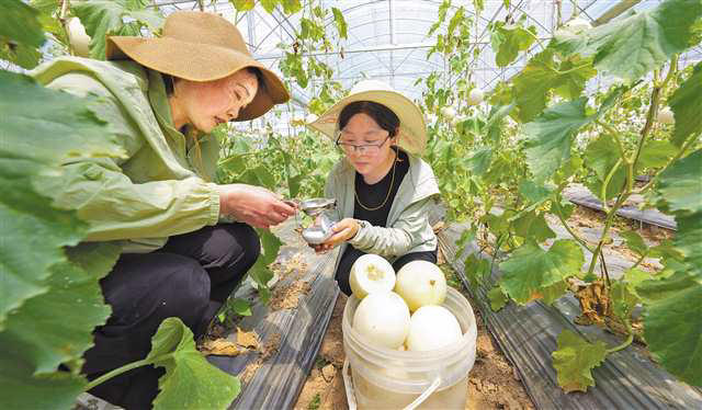 哈密瓜在垫江试种成功