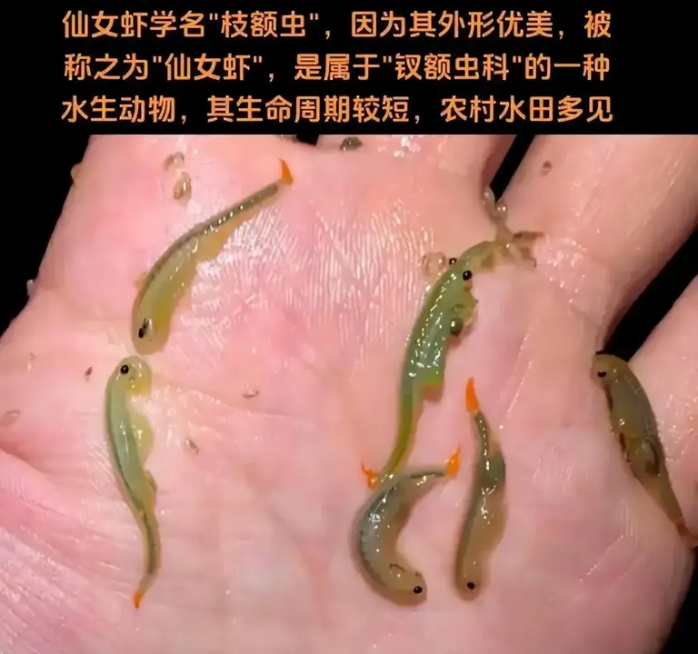 有水真的就有鱼？大雨后塔克拉玛干沙漠出现鱼群，鱼从何而来？