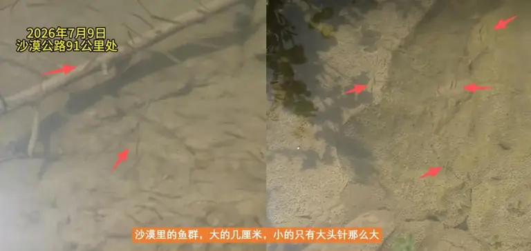有水真的就有鱼？大雨后塔克拉玛干沙漠出现鱼群，鱼从何而来？