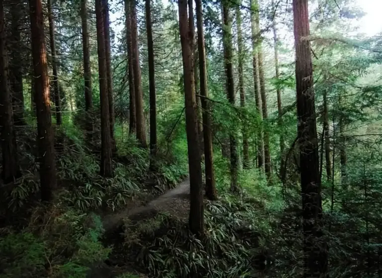 为什么草原上只有草，而没有大树呢？是什么锁住了植物的生长？