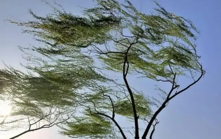 为什么草原上只有草，而没有大树呢？是什么锁住了植物的生长？