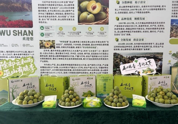 现场展示巫山脆李。主办方供图