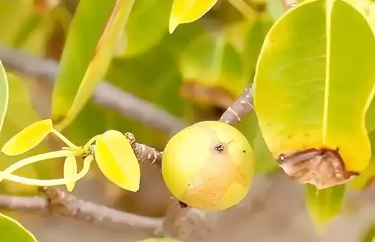 ��������Σ�յ��������������ܿ�Ҳ�����գ�ר�Ҷ�����û�а취