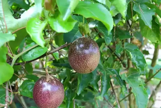 ��������Σ�յ��������������ܿ�Ҳ�����գ�ר�Ҷ�����û�а취