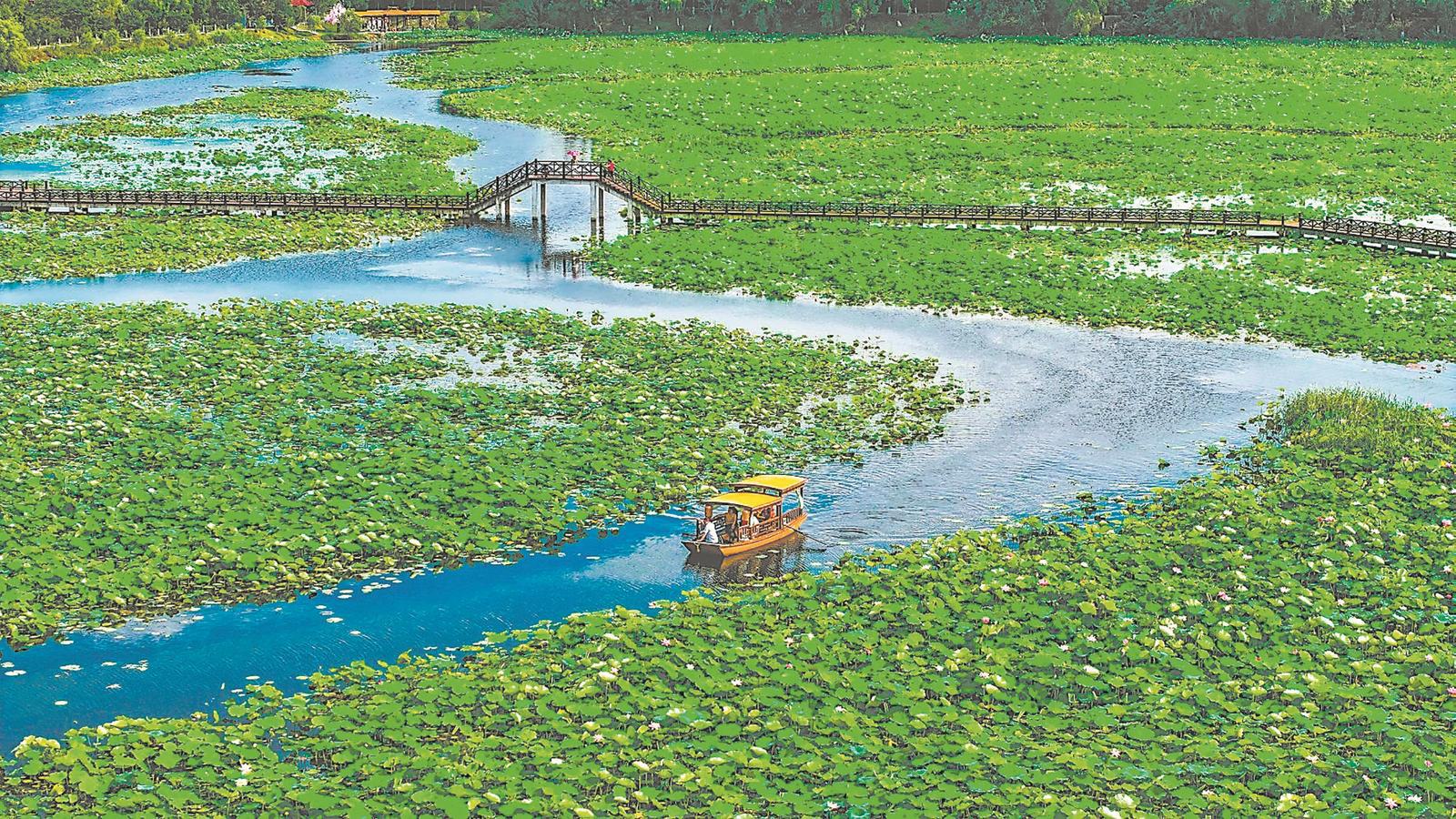 赏荷焦岗湖