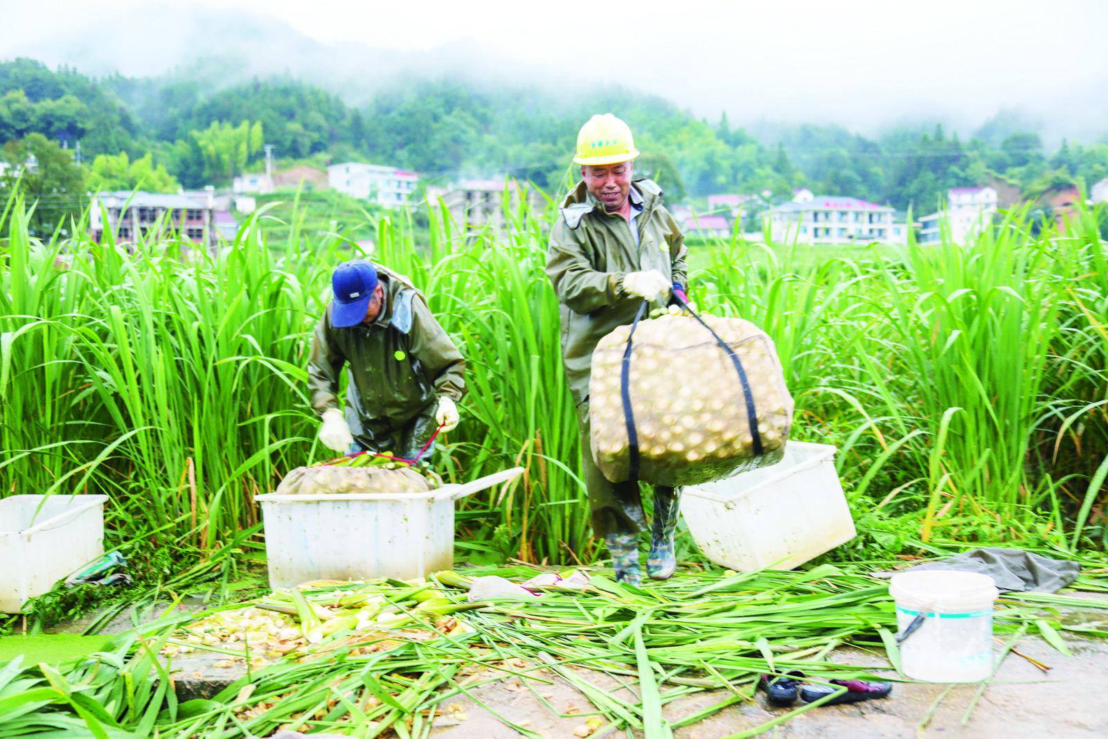 采收高山茭白 丰富夏季菜篮