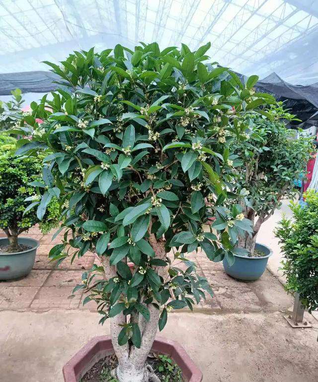 “四树开花，不富也发”，家有这4种树开花，恭喜你了