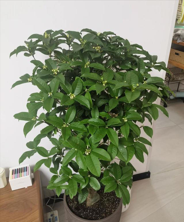 “四树开花，不富也发”，家有这4种树开花，恭喜你了