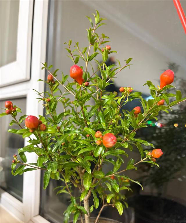 “四树开花，不富也发”，家有这4种树开花，恭喜你了