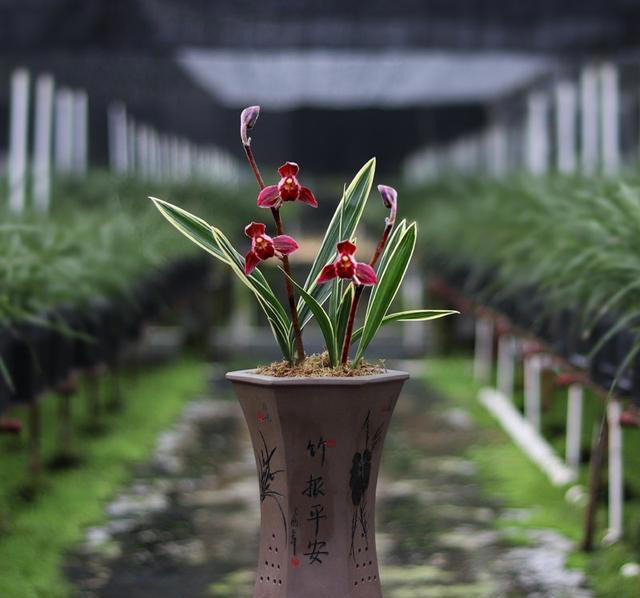 贵州一农民，养了一盆“极品兰花”走红，花叶俱美，人称最美兰花