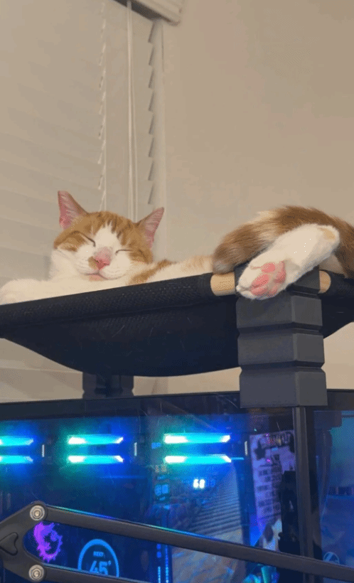 小猫爱趴主机睡觉有大危险! 女玩家自制“吊床”补救