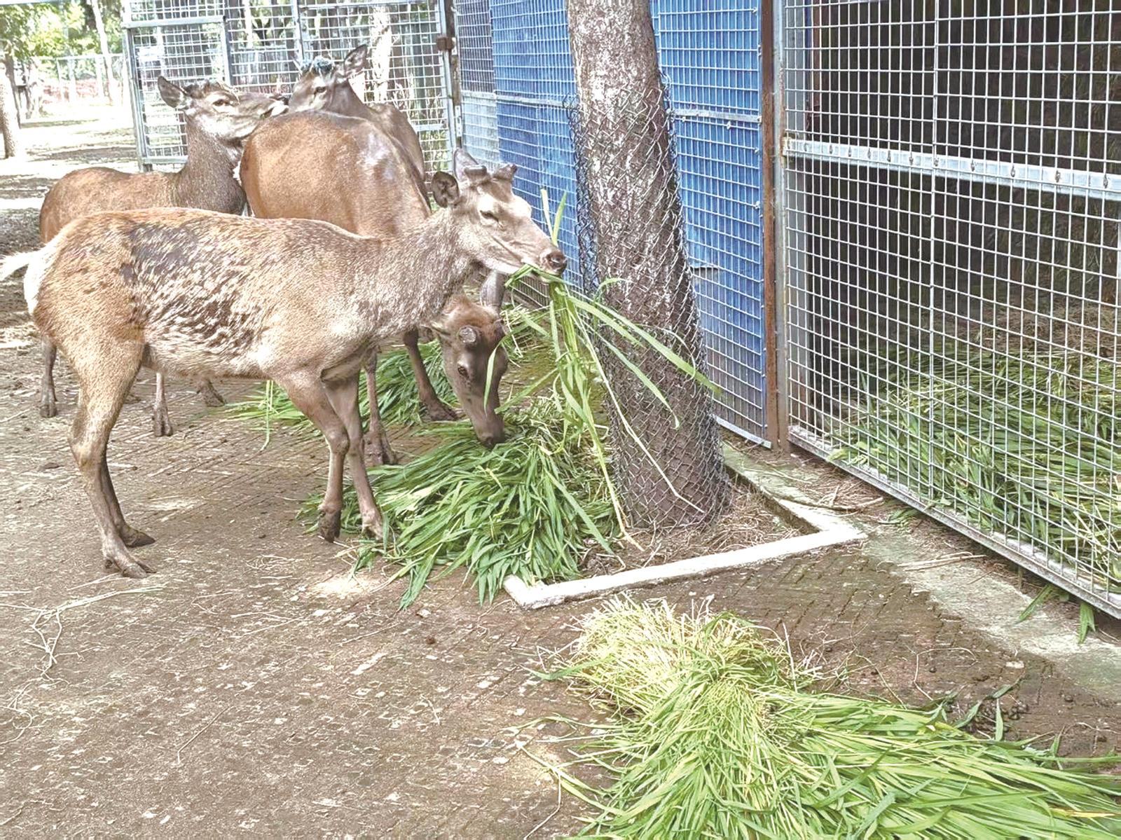 夏日限定鲜食 温柔投喂林间水岸