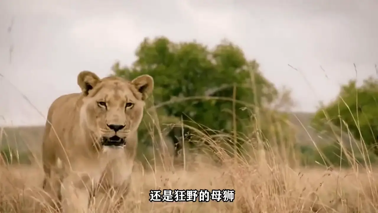 把狮子当猫撸的男人，居然还活着!