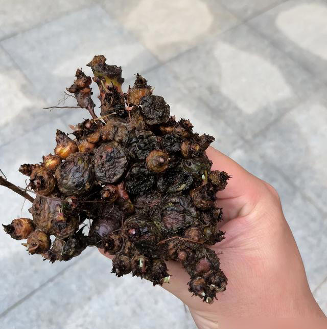 路边的“三叶草”，挖一株回家，养成盆景，给多少钱都不卖！