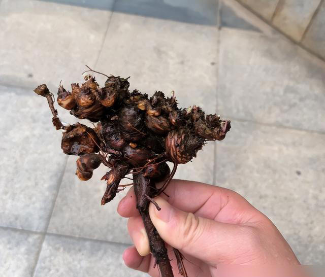 路边的“三叶草”，挖一株回家，养成盆景，给多少钱都不卖！