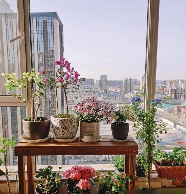 室内养花，有“6不宜”，做错了花草“活不久”，还会闹笑话
