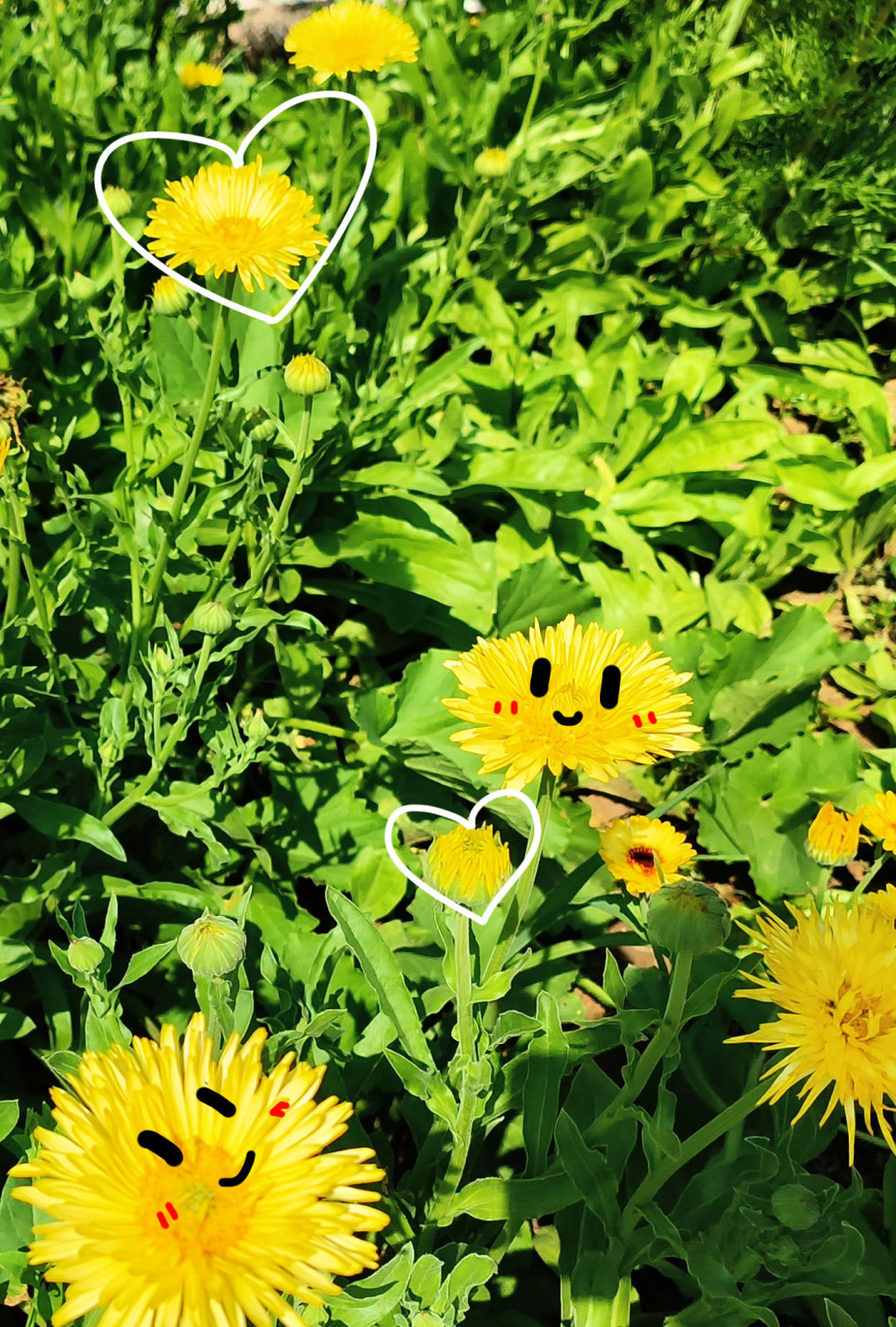 绿野黄花，可爱满格
