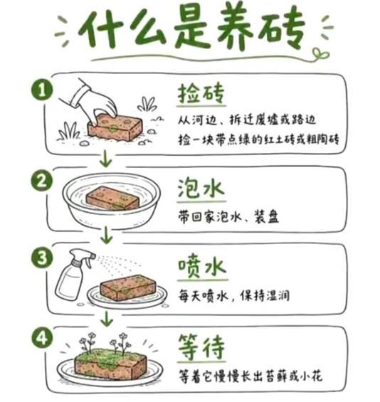 不养猫不养狗，年轻人为何开始流行“养砖头”？