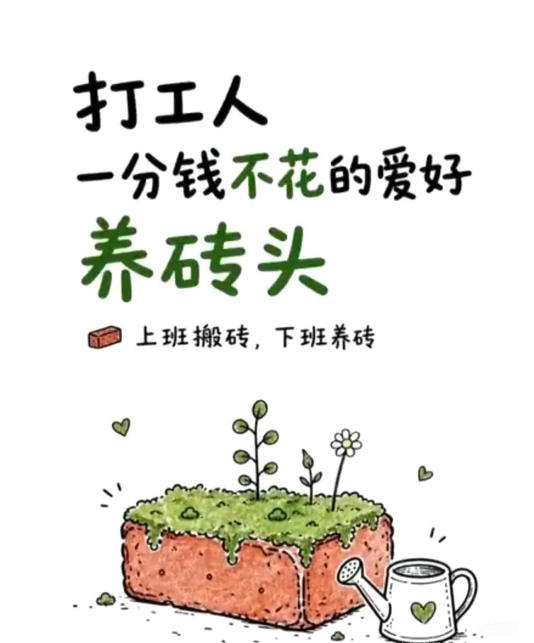 不养猫不养狗，年轻人为何开始流行“养砖头”？