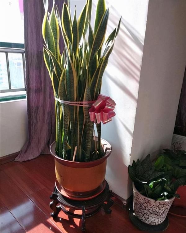 5种吉利花，就是“穷苦命”，小盆“憋着养”，越挤越爆芽