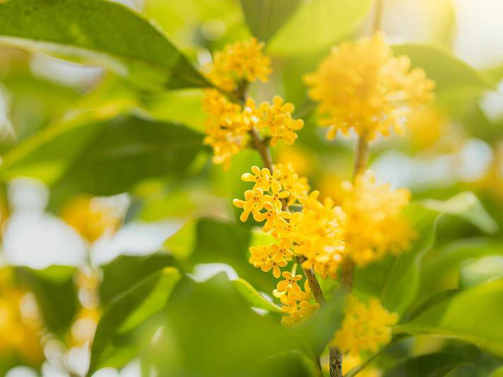 “贴秋膘”别急! 中医专家：处暑先调脾胃，深秋再补不迟