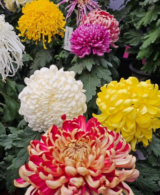9种“神仙”菊花，花形优美，易爆盆，阳台也能变“御花园”
