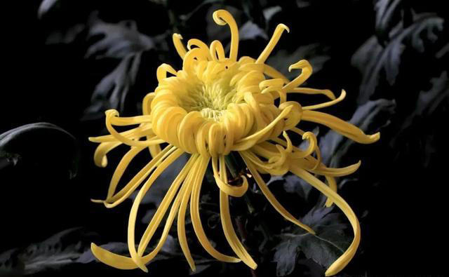 9种“神仙”菊花，花形优美，易爆盆，阳台也能变“御花园”