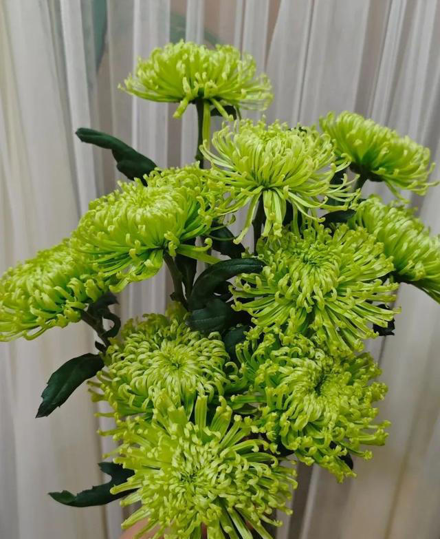 9种“神仙”菊花，花形优美，易爆盆，阳台也能变“御花园”