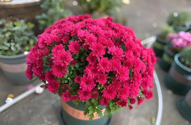 9种“神仙”菊花，花形优美，易爆盆，阳台也能变“御花园”