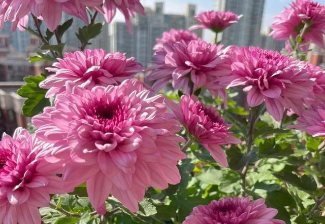 9种“神仙”菊花，花形优美，易爆盆，阳台也能变“御花园”