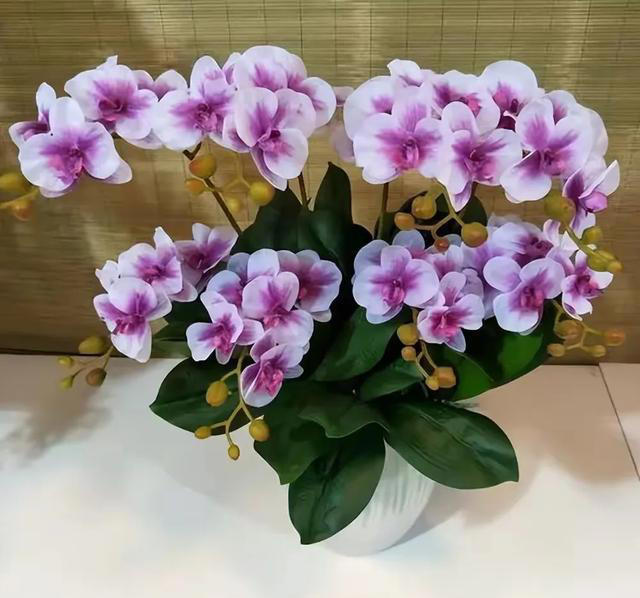 5种“骗人花”，专门坑新手，很多人不知道，还买回家养