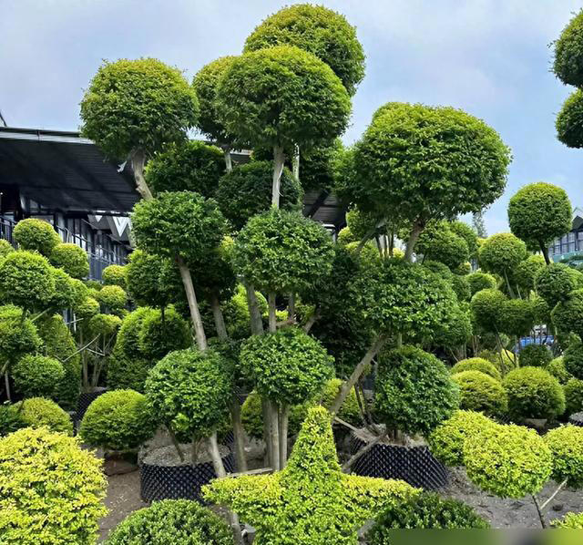 庭园见树，十宅九富! 家里有院子，可以栽种这10种，大气吉利