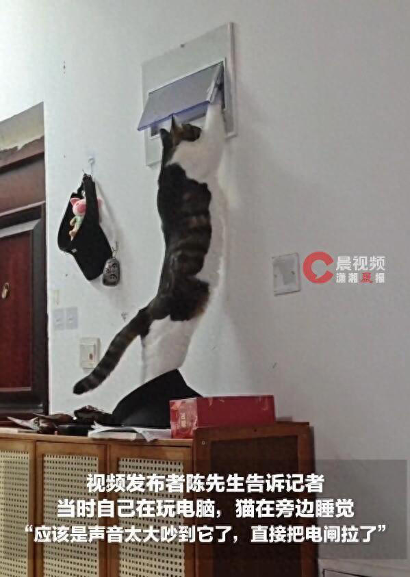 小猫被吵醒后拉下电闸报复主人视频热传，主人发声：视频属实，我换灯的时候，它在旁边偷摸学会了