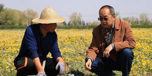 假的？橡胶草的“新生”能撑起中国天然橡胶这片天吗？