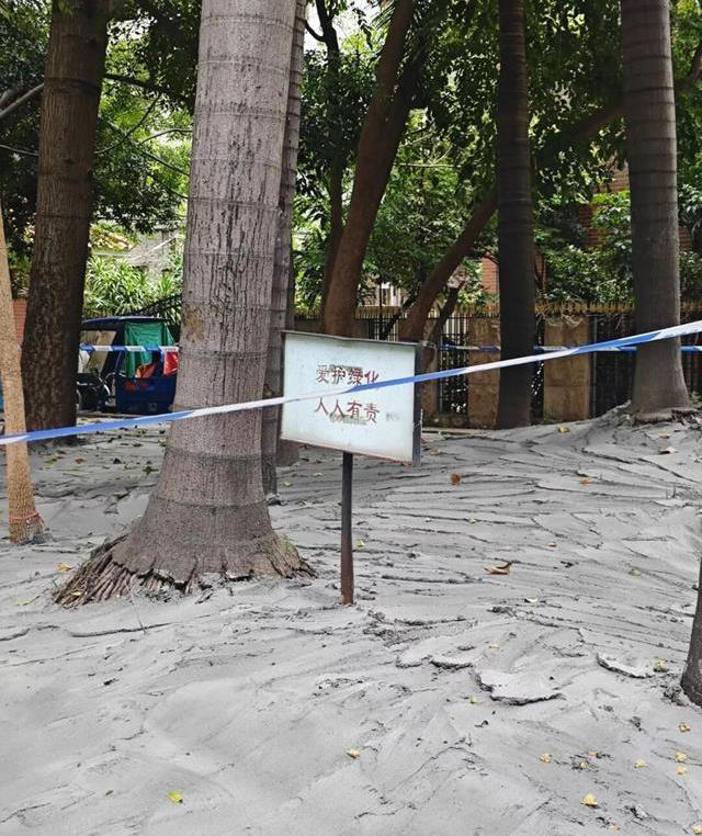 树池水泥封死树木被箍住，居民反映后街道称原因在核查中