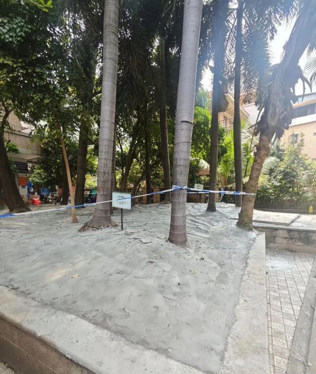 树池水泥封死树木被箍住，居民反映后街道称原因在核查中