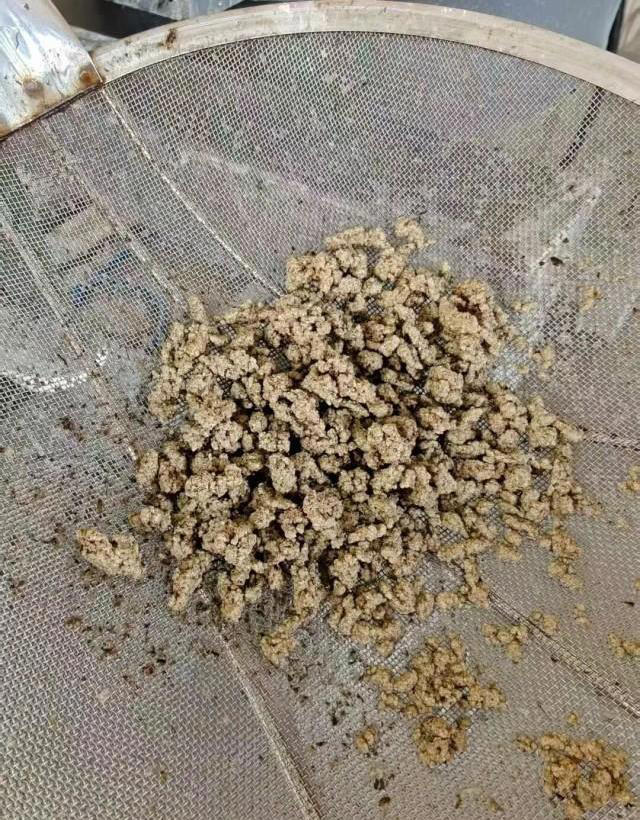 假的？橡胶草的“新生”能撑起中国天然橡胶这片天吗？