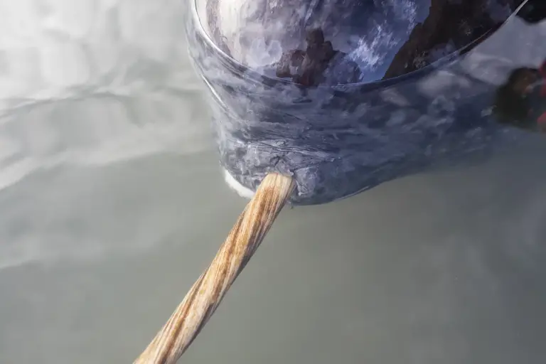 科学家揭秘独角鲸自然界唯一笔直长牙的工程学奇迹